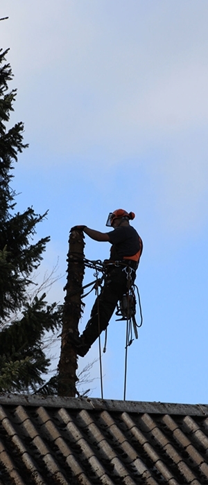 Topkapning af træer og beskæring Skjern-Tarm